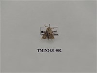 藏品(三點斑刺蛾)的圖片